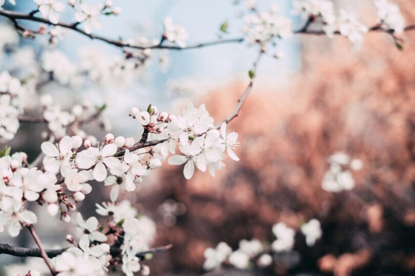 Tu ritual de mañana: cómo recuperar tu energía vital en primavera