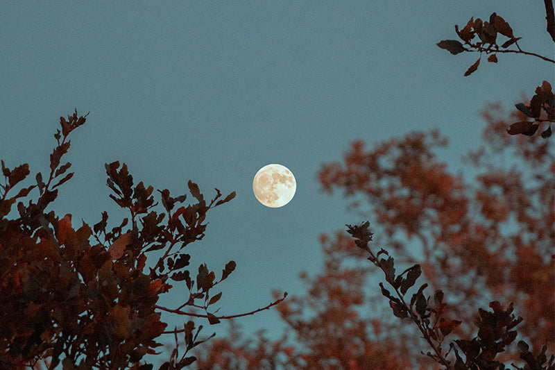 ¿Cómo influye la Luna a la naturaleza?